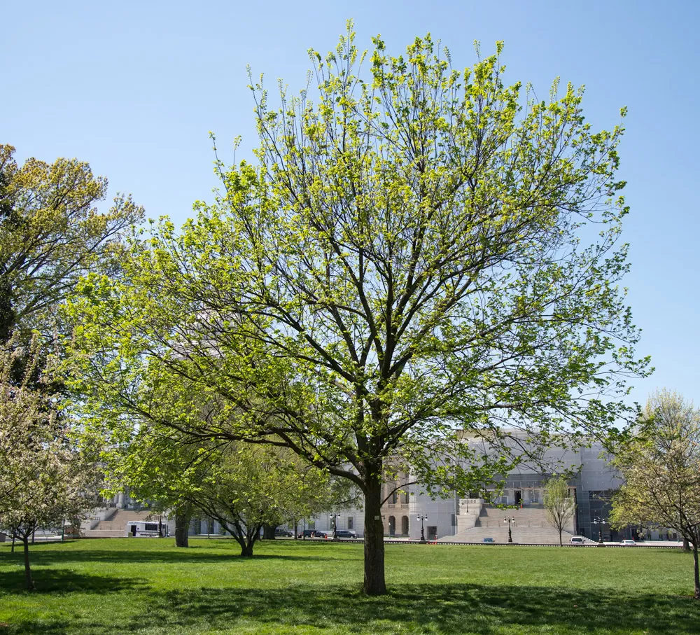The Senator Kerrey tree on the U.S. Capitol Grounds during spring.