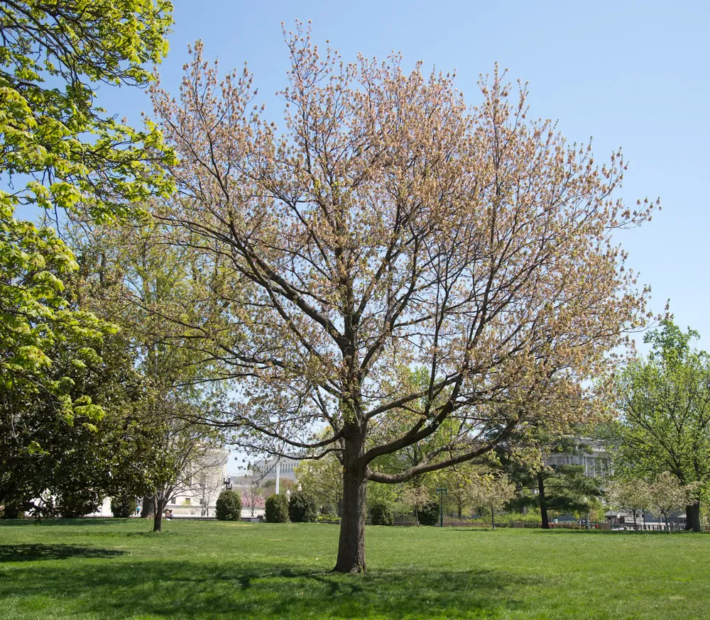 The Senator Saltonstall tree on the U.S. Capitol Grounds during spring.