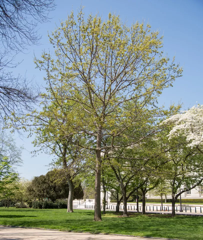The Senator Byrd tree on the U.S. Capitol Grounds during spring.