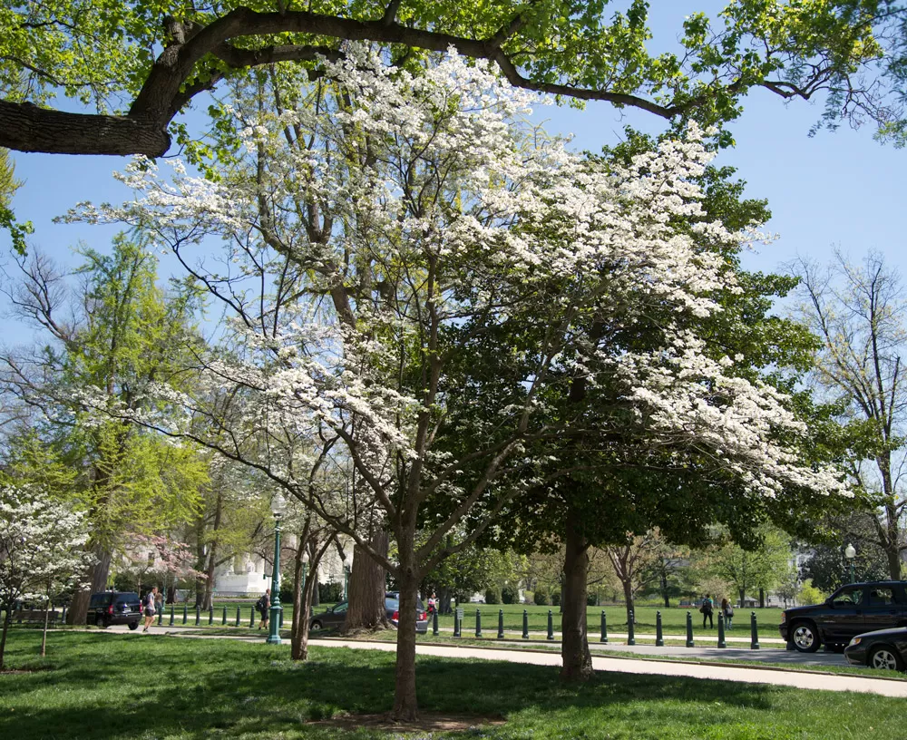 Tree for the state of Georgia on the U.S. Capitol Grounds during spring.