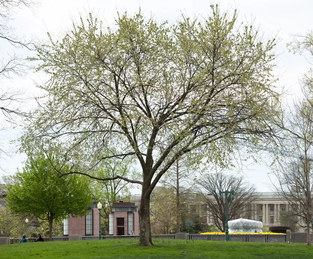 The Liberty Elm tree on the U.S. Capitol Grounds during spring.