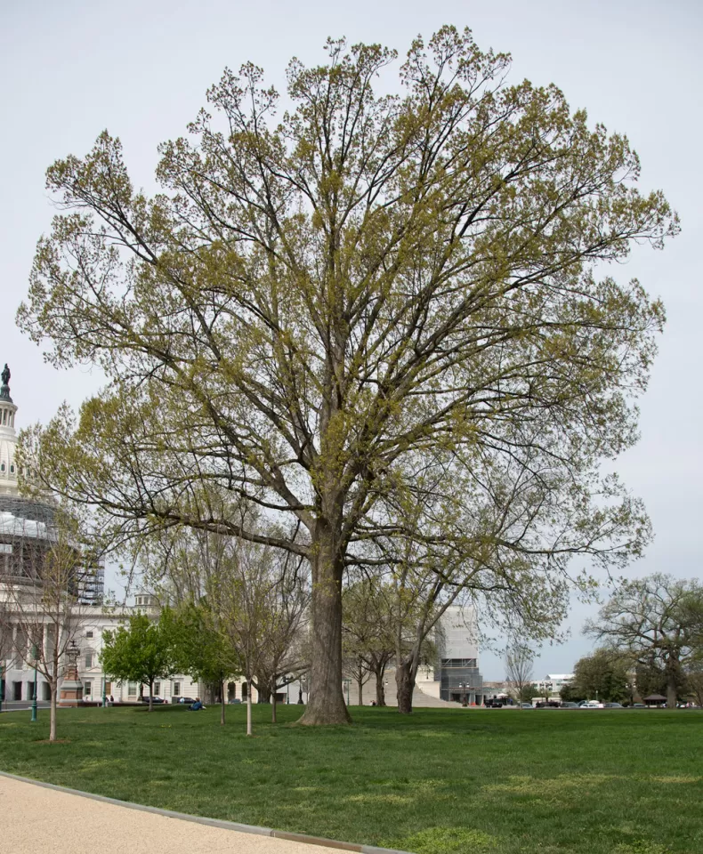 The Senator Thomas P. Gore tree on the U.S. Capitol Grounds during spring.