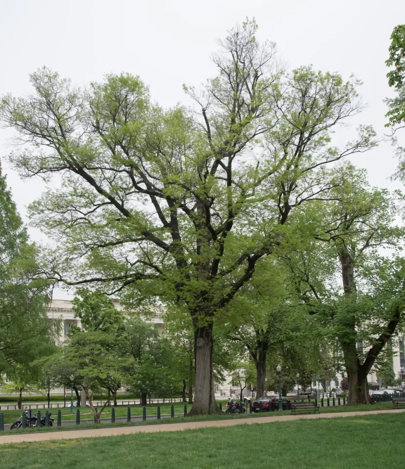 The Senator Gallinger tree on the U.S. Capitol Grounds during spring.