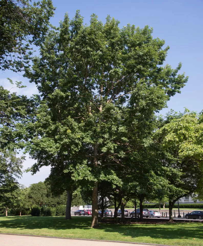 The Senator Byrd tree on the U.S. Capitol Grounds during summer.
