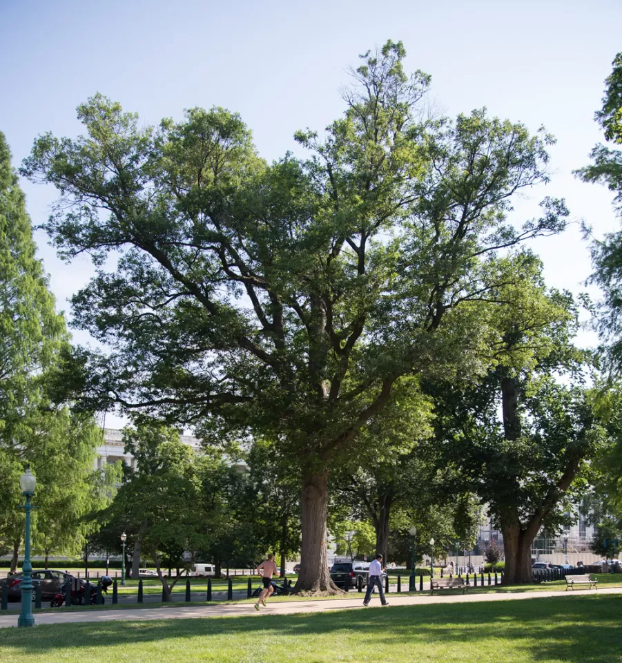 The Senator Gallinger tree on the U.S. Capitol Grounds during summer.