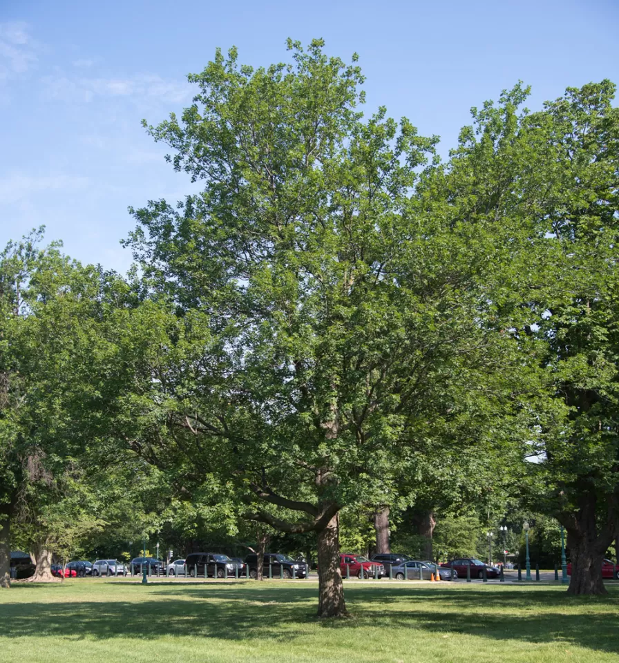 The Senator Saltonstall tree on the U.S. Capitol Grounds during summer.