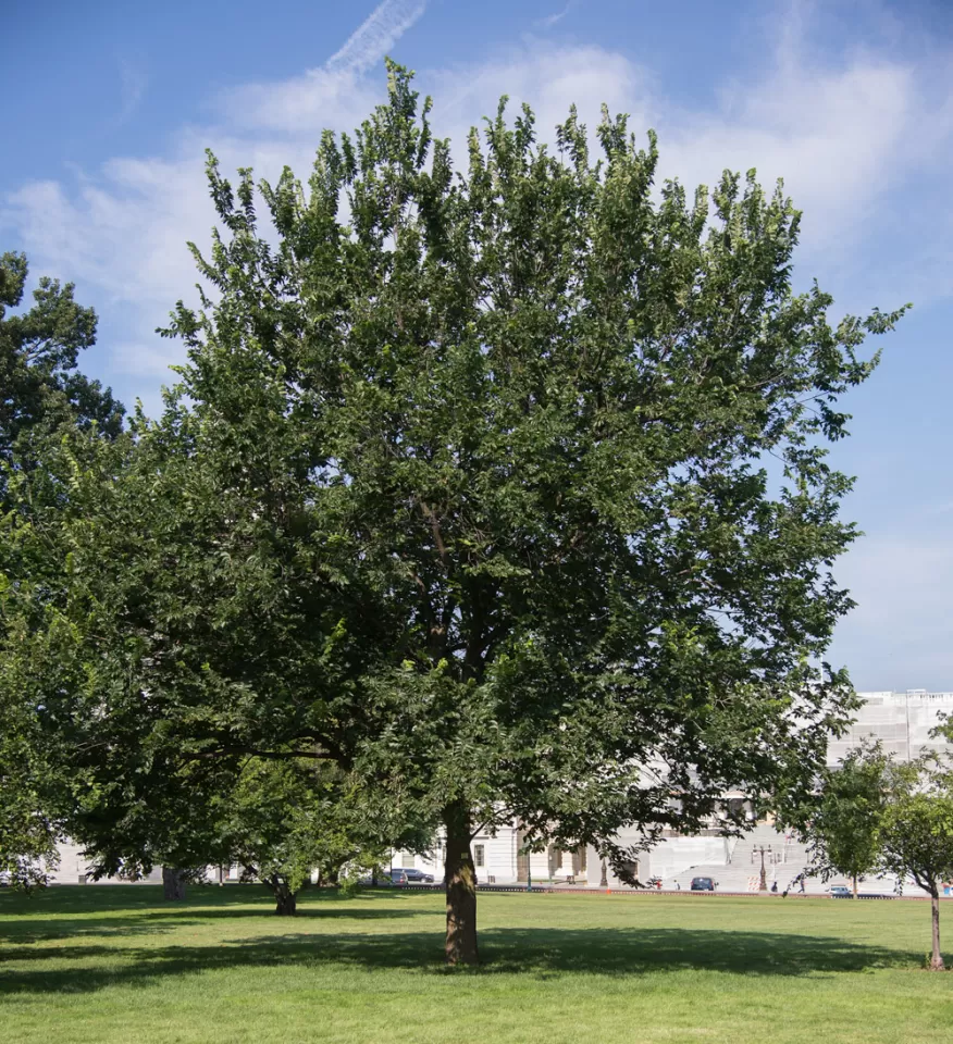 The Senator Kerrey tree on the U.S. Capitol Grounds during summer.