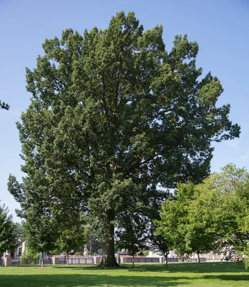 The Senator Thomas P. Gore tree on the U.S. Capitol Grounds during summer.