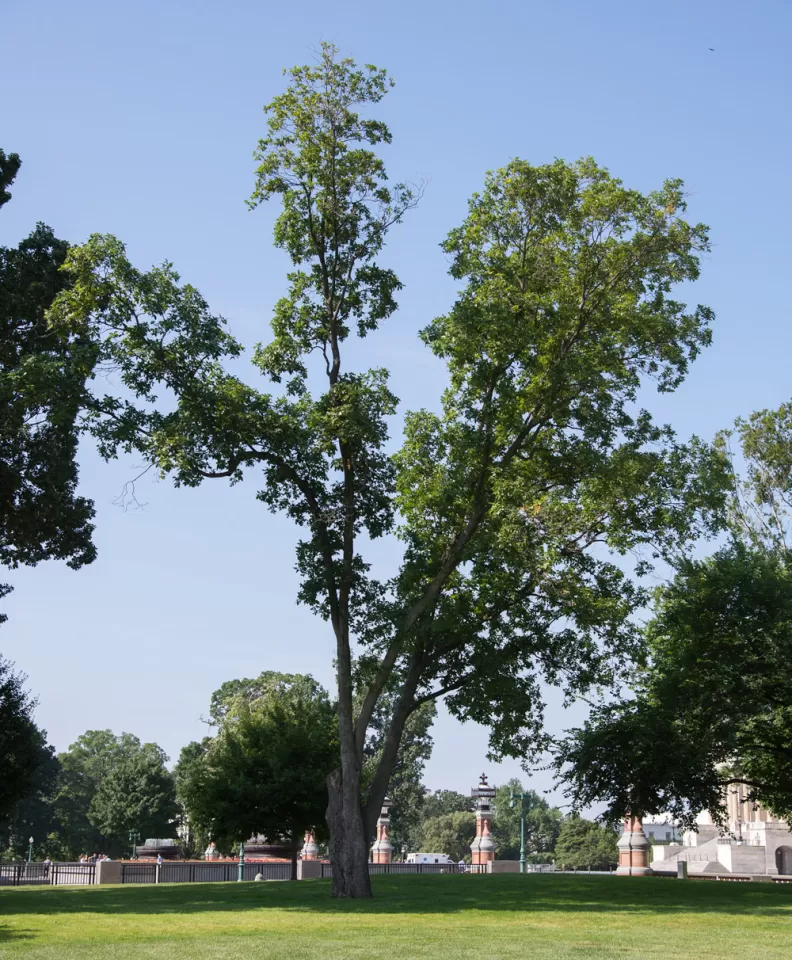 The Senator Willard Saulsbury tree on the U.S. Capitol Grounds during summer.