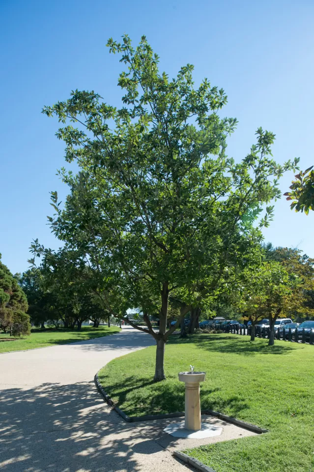 The Rep. Don Fuqua tree on the U.S. Capitol Grounds during summer.