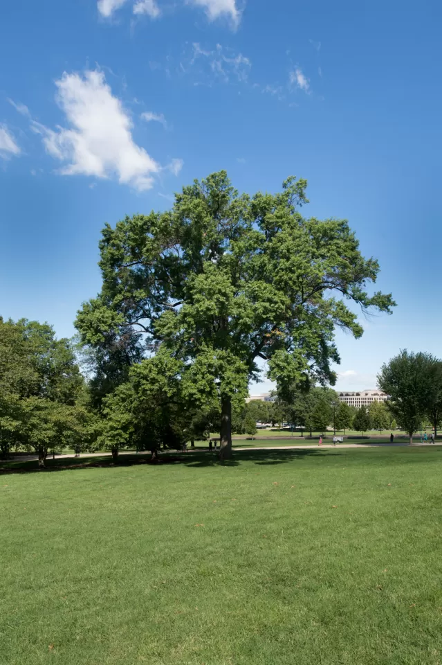 The Rep. Marlin Olmsted tree on the U.S. Capitol Grounds during summer.
