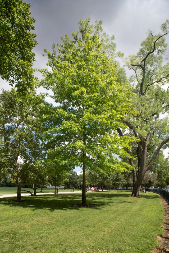 The Rep. Andrew Maguire tree on the U.S. Capitol Grounds during summer.