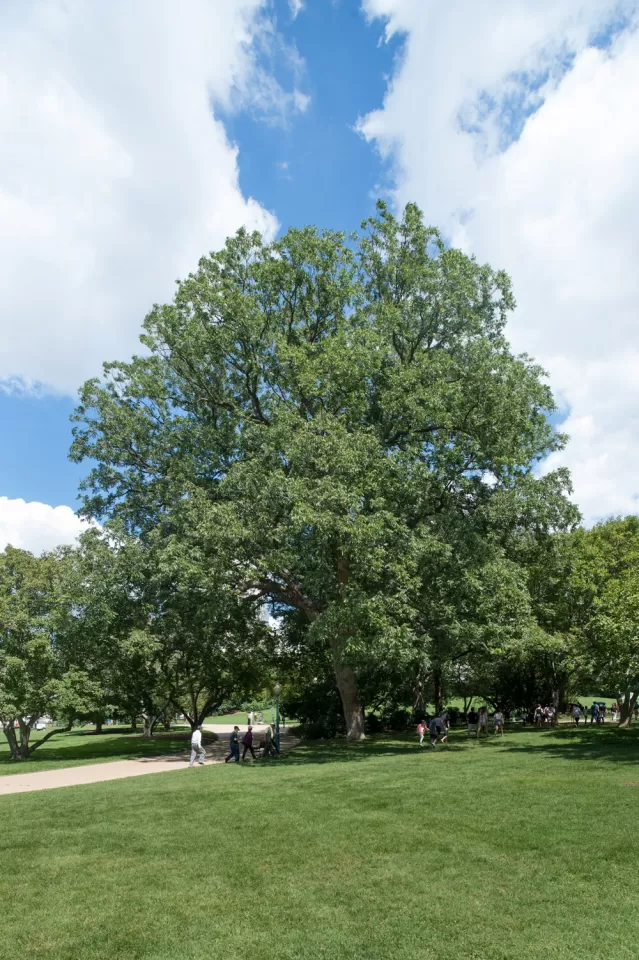 The Rep. Slayden tree on the U.S. Capitol Grounds during summer.