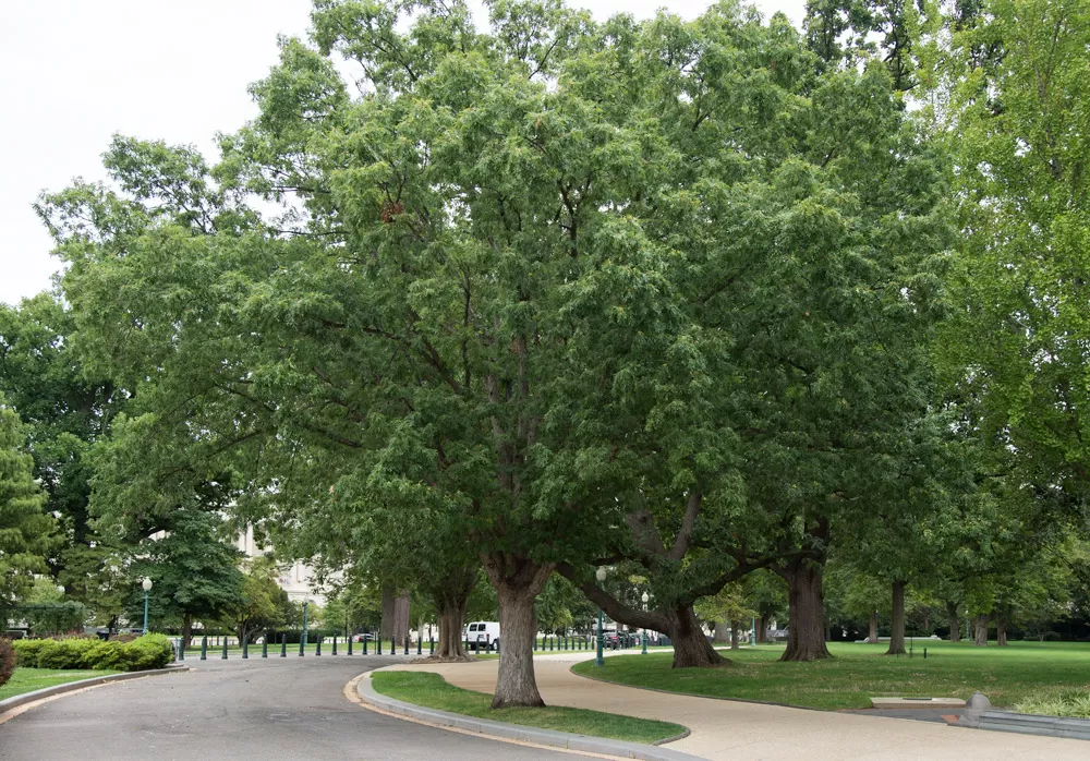 Tree for the state of Maryland on the U.S. Capitol Grounds during summer.