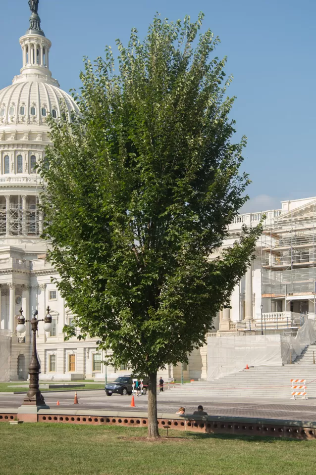 People of Massachusetts tree on the U.S. Capitol Grounds during summer.