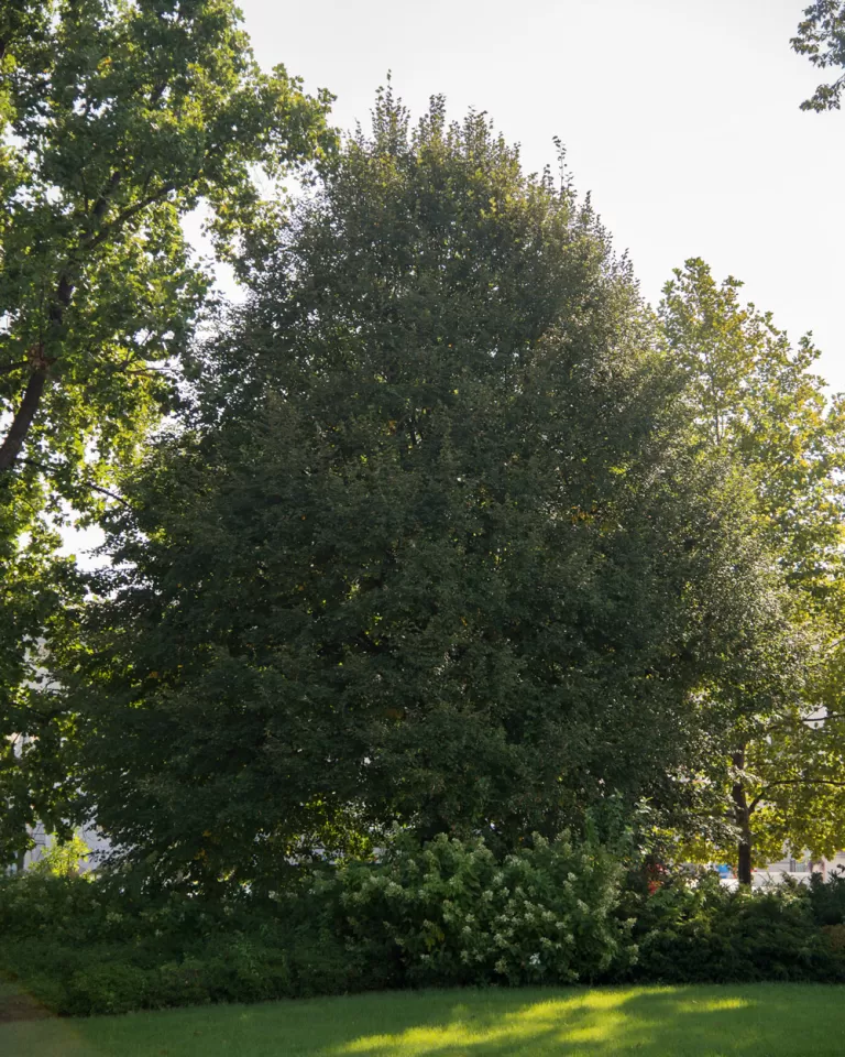 The Senator Zorinsky tree on the U.S. Capitol Grounds during summer.