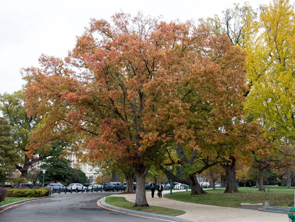 Tree for the state of Maryland on the U.S. Capitol Grounds during fall.