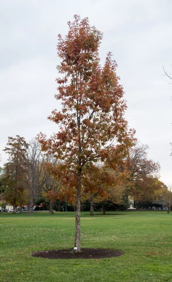People of Massachusetts tree on the U.S. Capitol Grounds during fall.