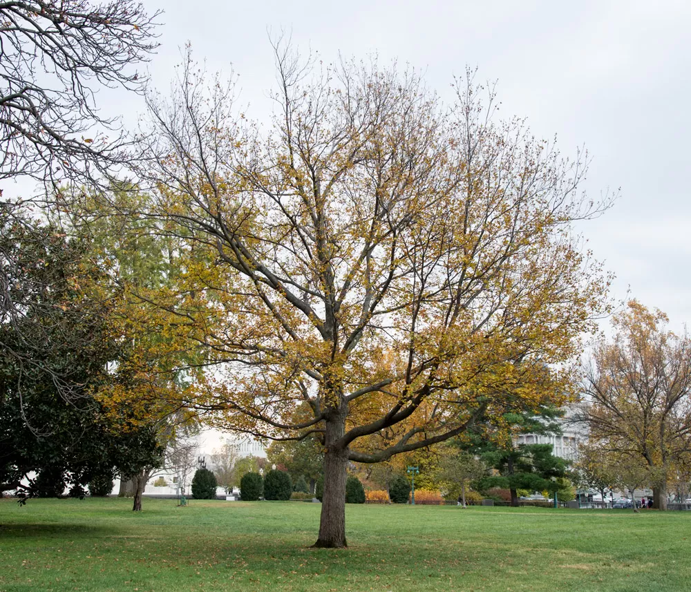The Senator Saltonstall tree on the U.S. Capitol Grounds during fall.