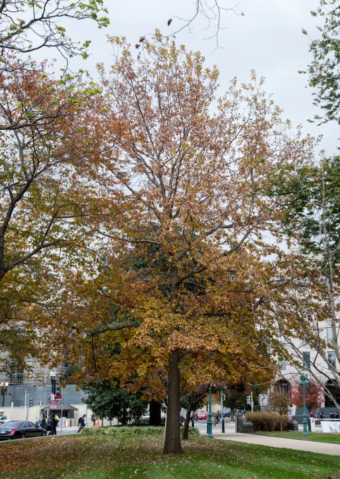 The Senator Byrd tree on the U.S. Capitol Grounds during fall.