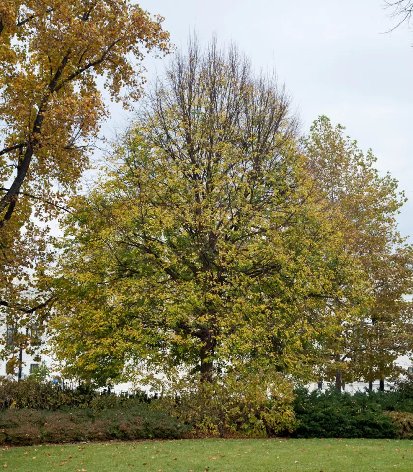 The Senator Zorinsky tree on the U.S. Capitol Grounds during fall.