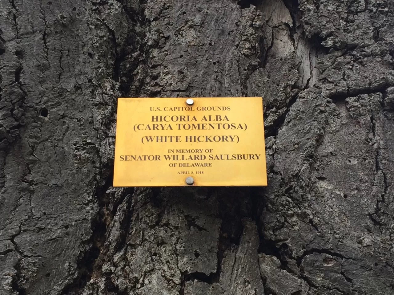Plaque that reads: U.S. Capitol Grounds  Memorial Tree   Hicoria alba  (Carya Tomentosa)  (White Hickory)   In Memory of  Senator Willard Saulsbury  of Delaware   April 8, 1918