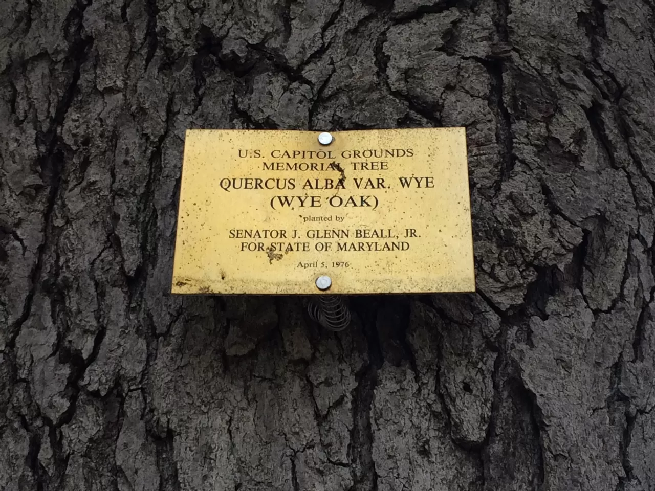 Plaque that reads: U.S. Capitol Grounds  Memorial Tree    Quercus alba var. wye  (Wye Oak)   planted by   Senator J. Glenn Beall, Jr.  For State of Maryland   April 5, 1976