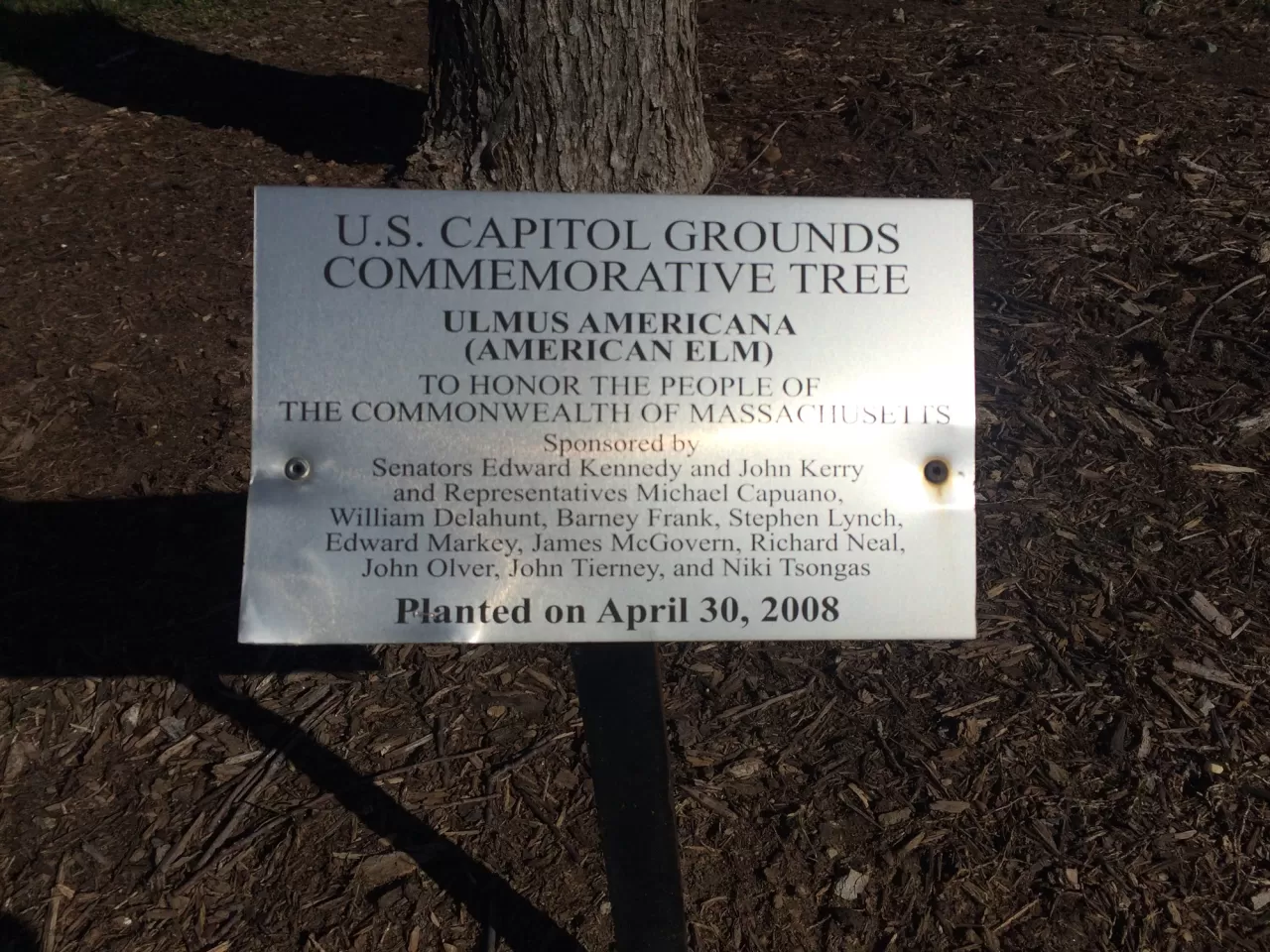 Plaque that reads: U.S. Capitol Grounds Commemorative Tree  Ulmus americana (American Elm)  To Honor the People of the Commonwealth of Massachusetts  Sponsored by Senators Edward Kennedy and John Kerry and Representatives Michael Capuano, William Delahunt, Barney Frank, Stephen Lynch, Edward Markey, James McGovern, Richard Neal, John Olver, John Tierney, and Niki Tsongas  Planted on April 30, 2008
