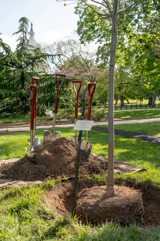 Shovels in place for the tree dedication ceremony of the People of New Hampshire Tree.