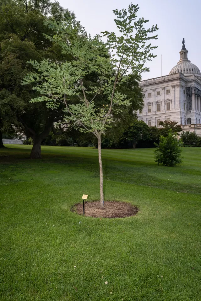 Tree with the U.S. Capitol in the distance.
