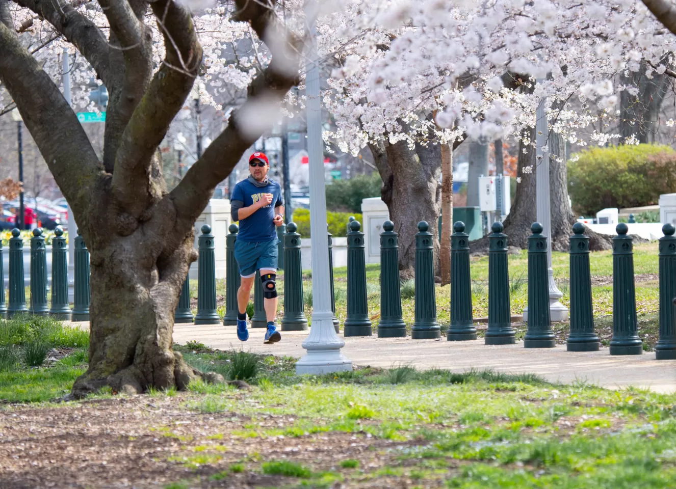 Tree and blossoms.