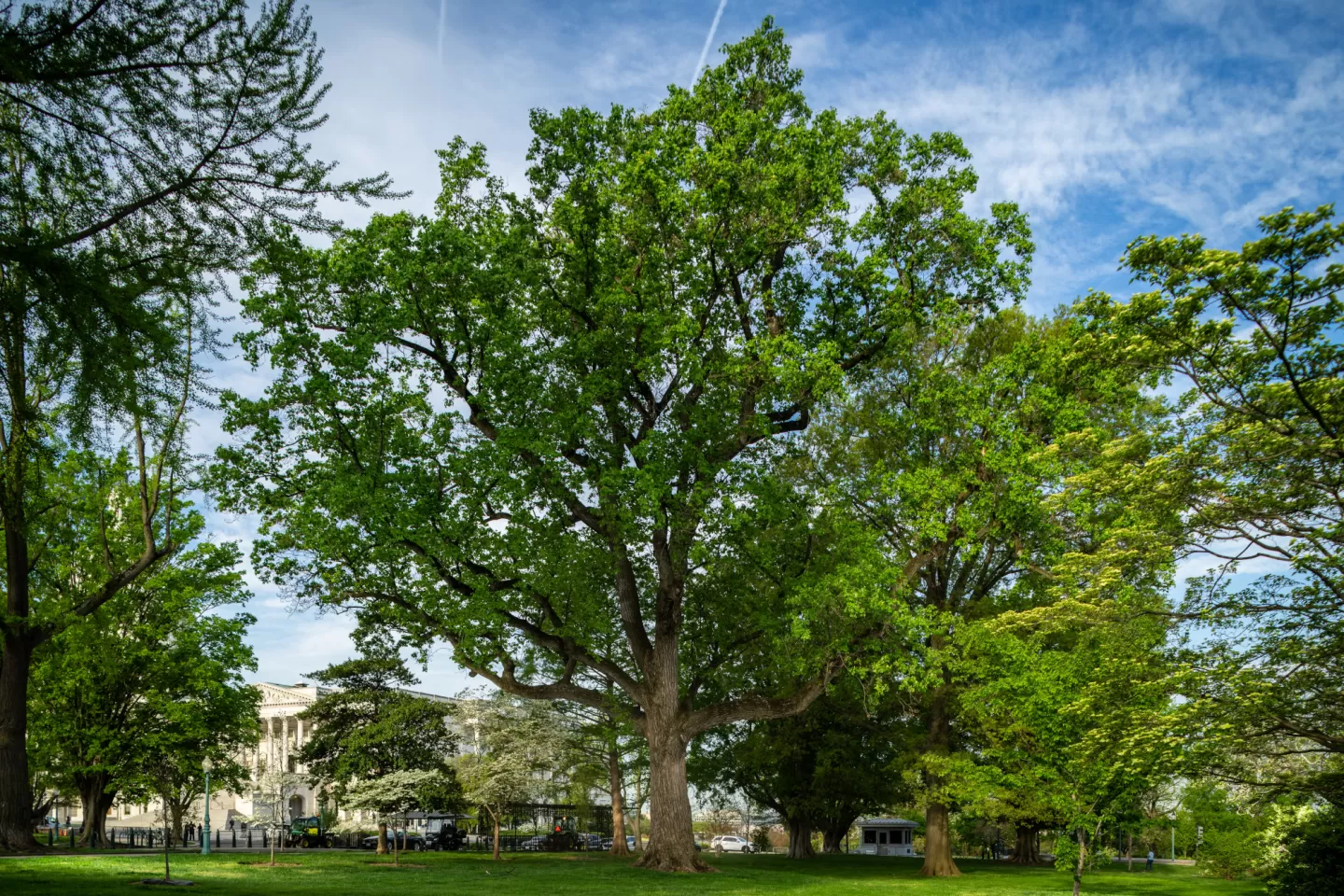 A tree on the U.S. Capitol campus.