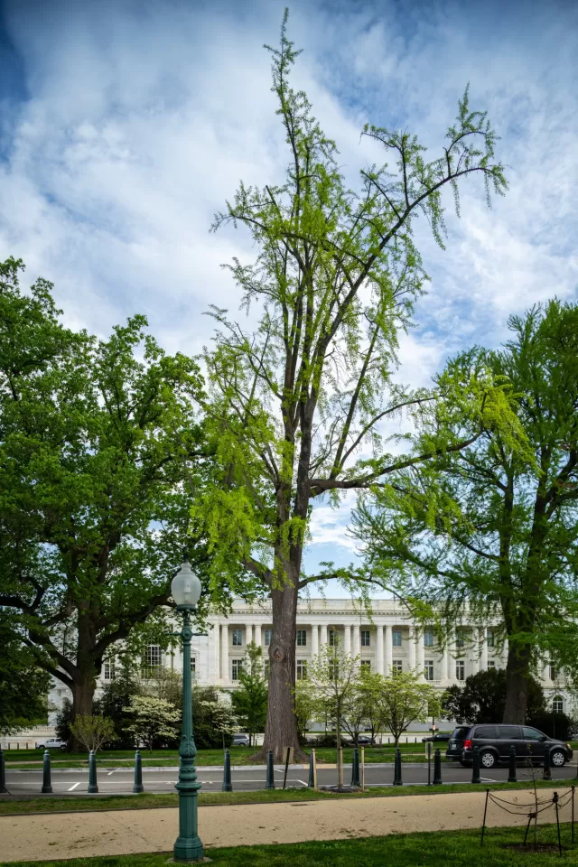 A ginkgo tree on the U.S. Capitol campus.