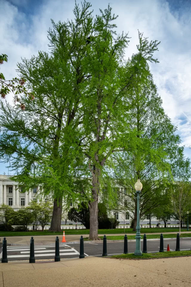 A ginkgo tree on the U.S. Capitol campus.