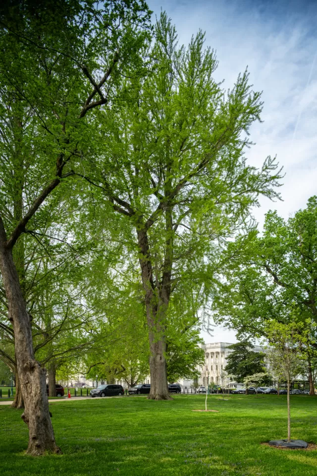 A ginkgo tree on the U.S. Capitol campus.