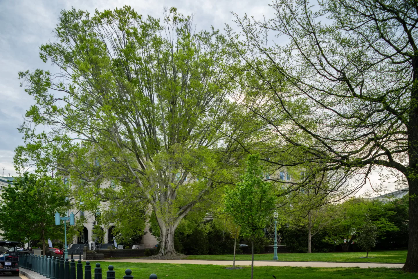 A tree on the U.S. Capitol campus.