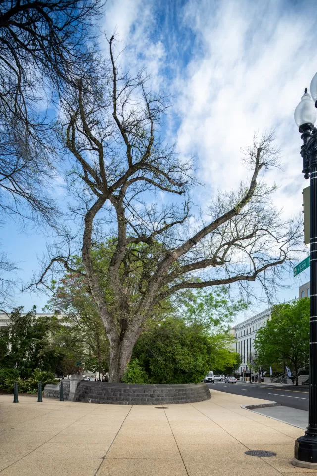 A tree on the U.S. Capitol campus.