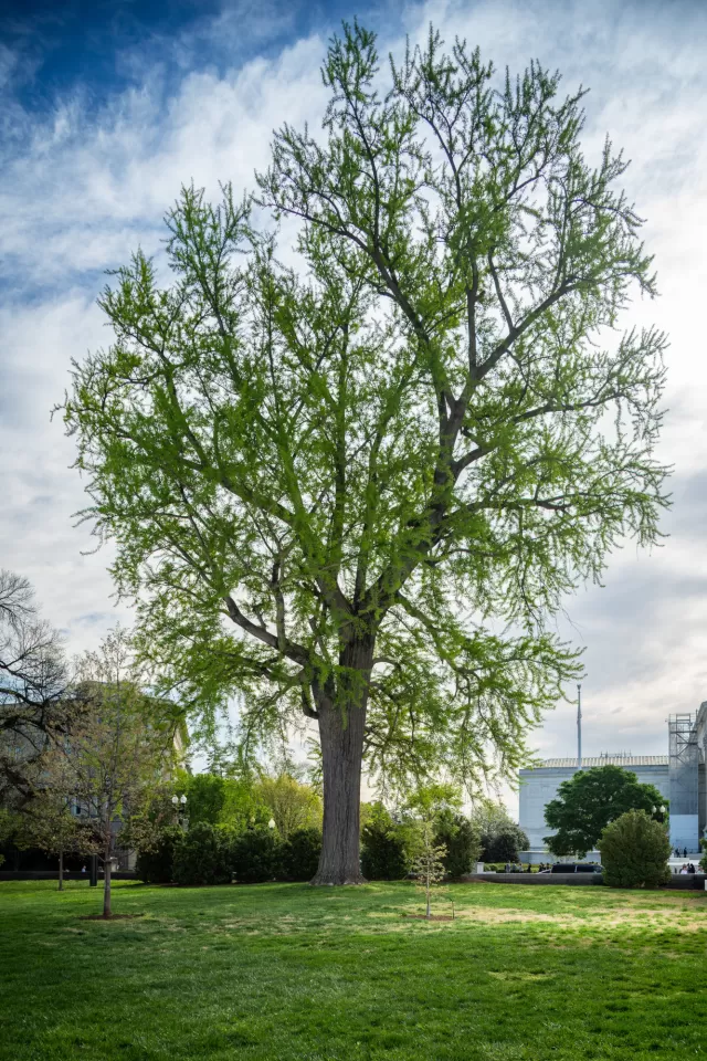A ginkgo tree on the U.S. Capitol campus.