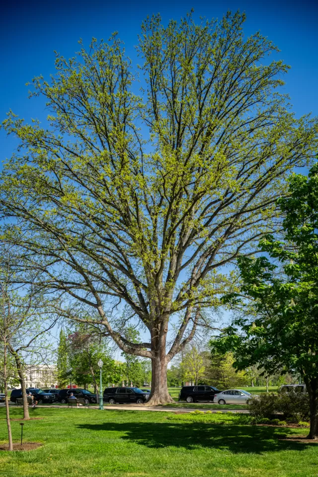 A tree on the U.S. Capitol campus.