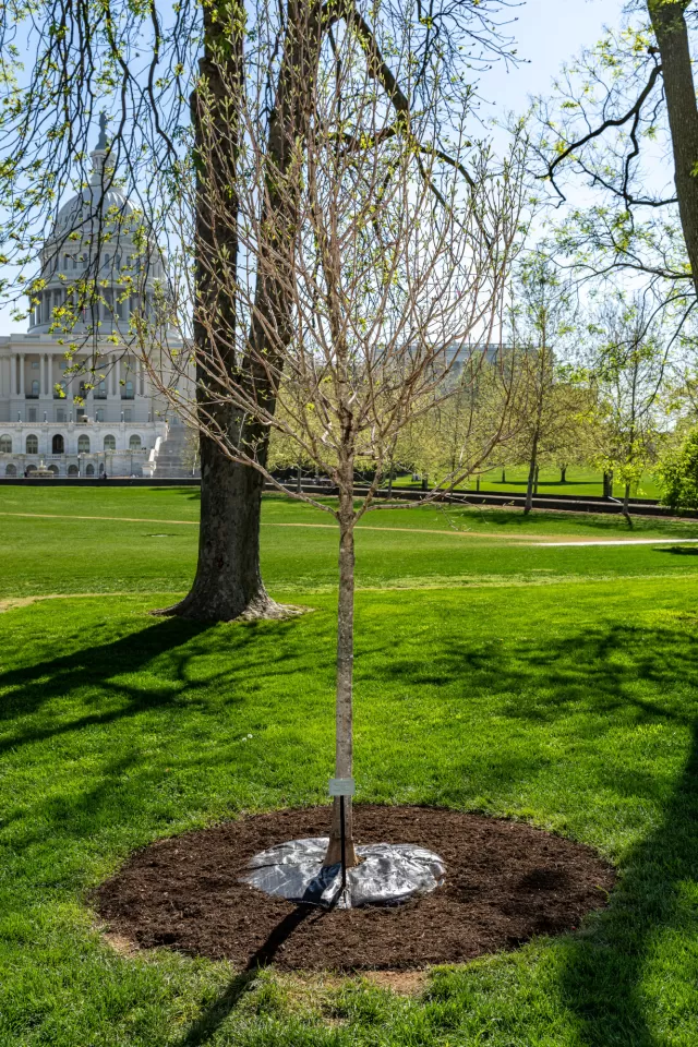 Tree, outside.