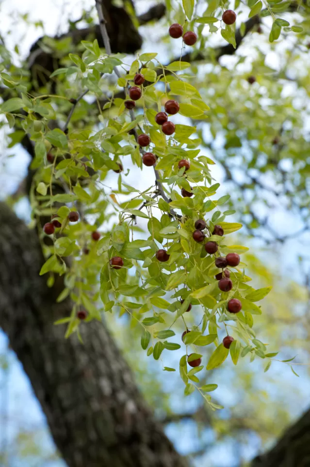 Fruit of the jujube tree.