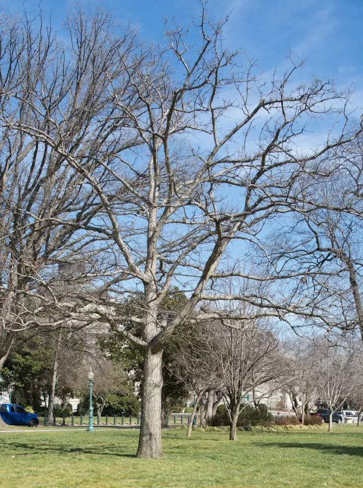 Tree on the U.S. Capitol Grounds.