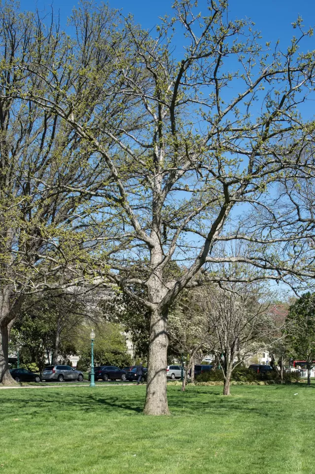 Tree on the U.S. Capitol Grounds.