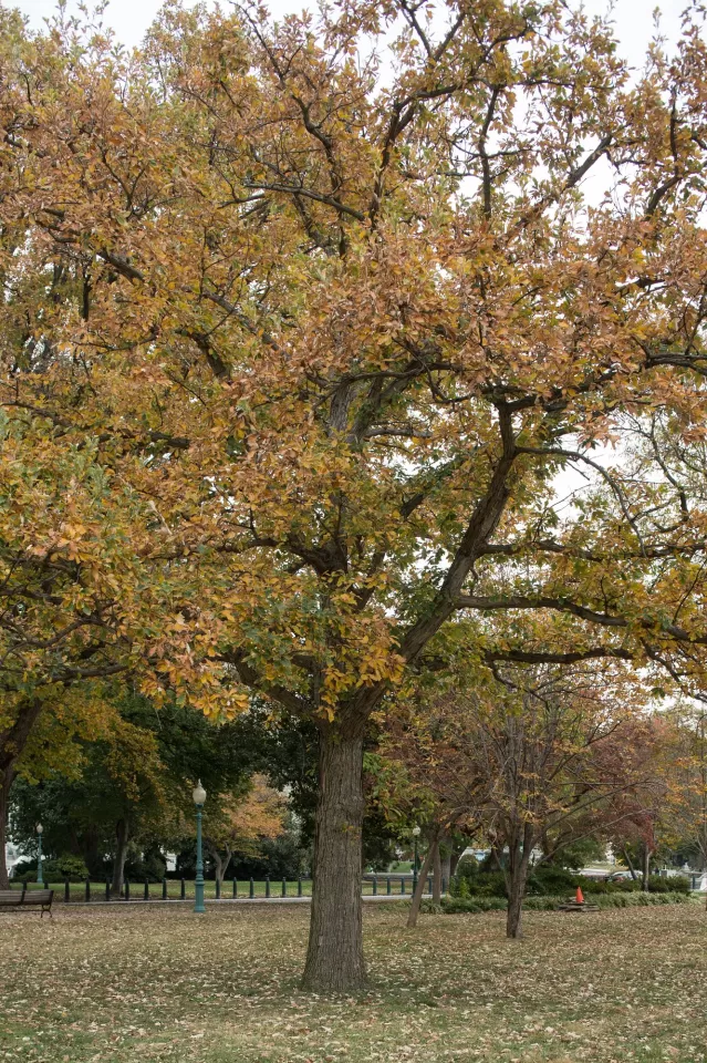 Tree on the U.S. Capitol Grounds.