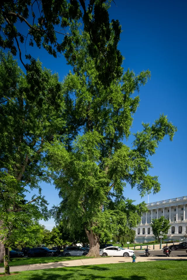 A tree on the U.S. Capitol campus.