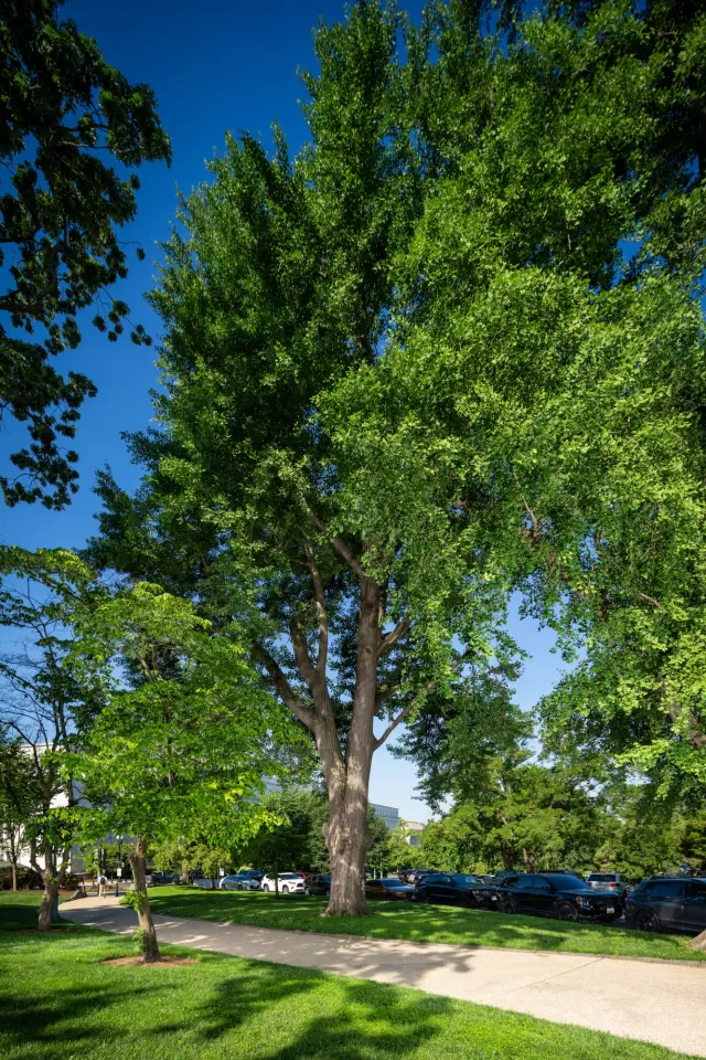 A tree on the U.S. Capitol campus.