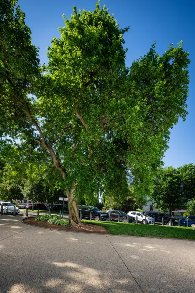 A tree on the U.S. Capitol campus.