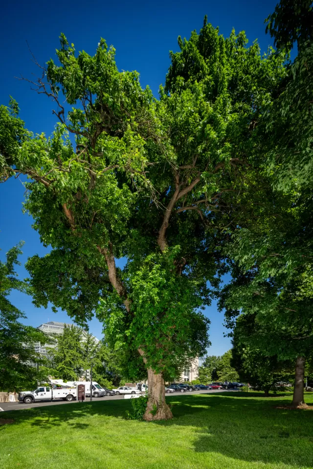 A tree on the U.S. Capitol campus.