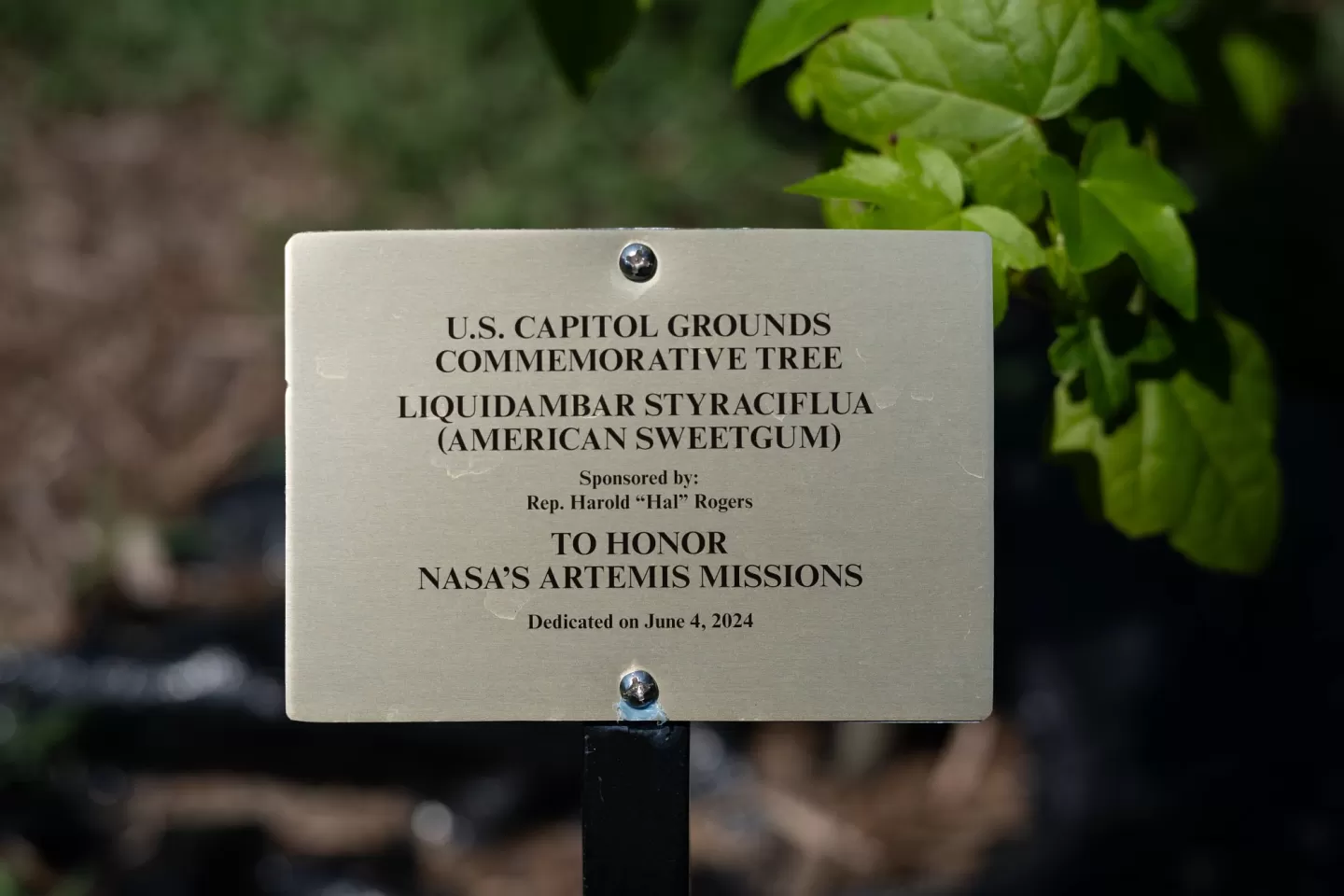 Plaque for the tree.
