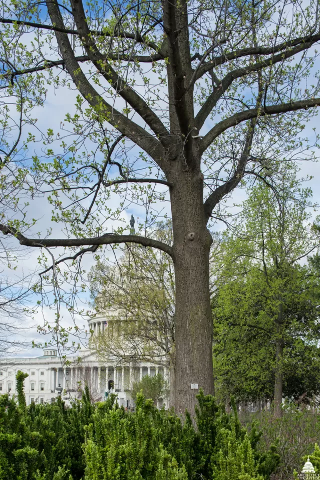 The Liberty Tree on Capitol Grounds.